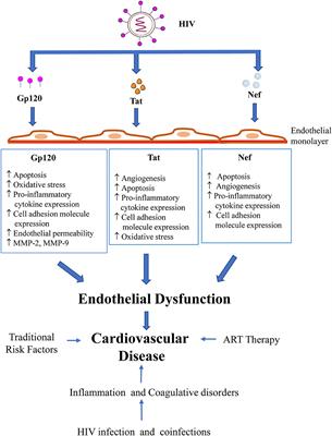 HIV Proteins and Endothelial Dysfunction: Implications in Cardiovascular Disease